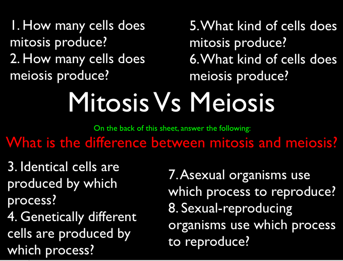 Essay questions about meiosis and mitosis